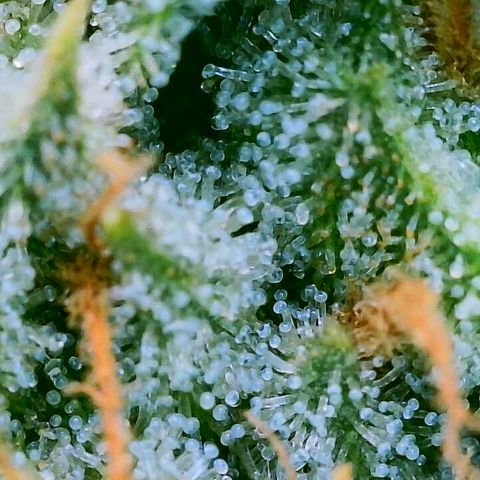 Lemon Haze growlog timeline photo
