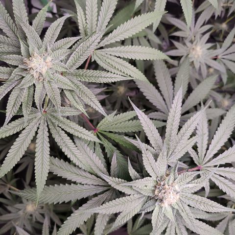 Lemon Haze growlog timeline photo