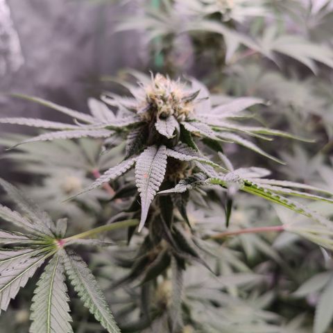 Lemon Haze growlog timeline photo
