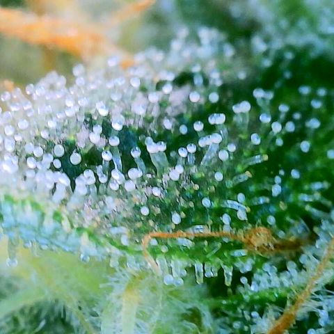 Lemon Haze growlog timeline photo