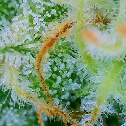 Lemon Haze growlog timeline photo