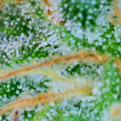 Lemon Haze growlog timeline photo