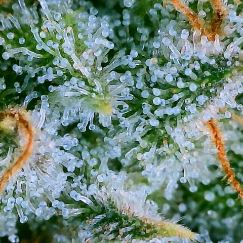 Lemon Haze growlog timeline photo