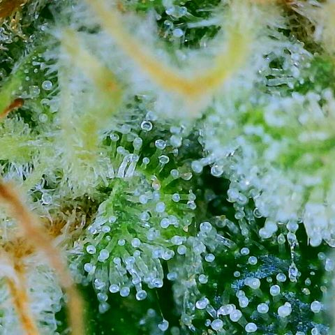 Lemon Haze growlog timeline photo