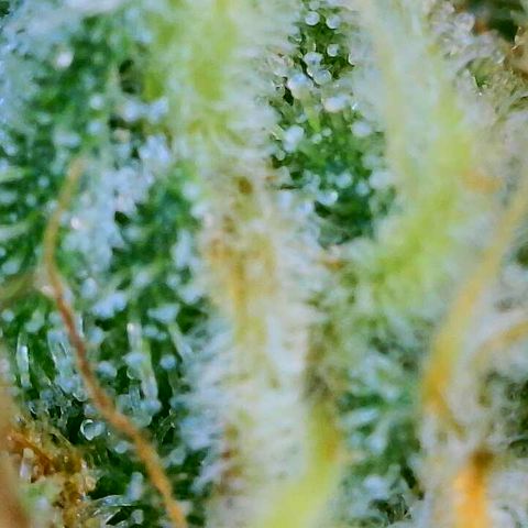 Lemon Haze growlog timeline photo