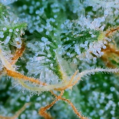 Lemon Haze growlog timeline photo