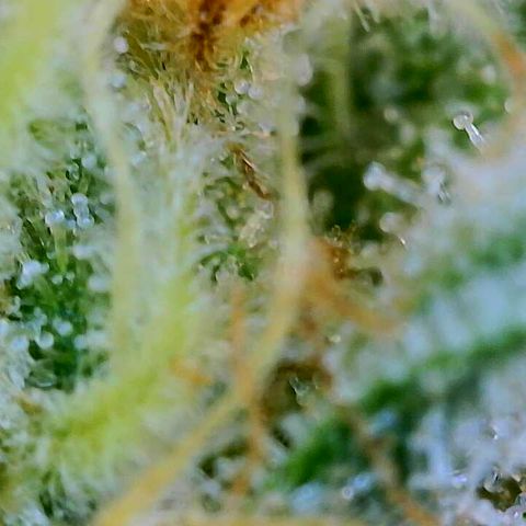 Lemon Haze growlog timeline photo