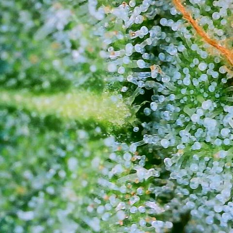 Lemon Haze growlog timeline photo