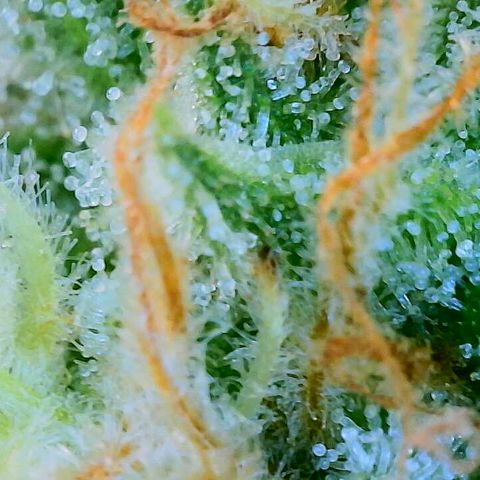 Lemon Haze growlog timeline photo