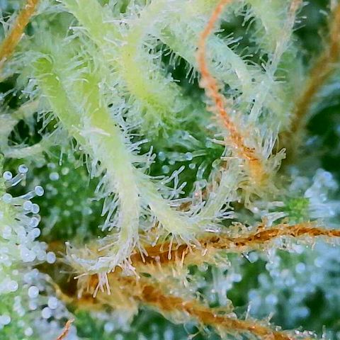 Lemon Haze growlog timeline photo