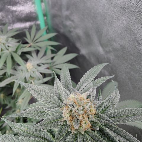 Lemon Haze growlog timeline photo