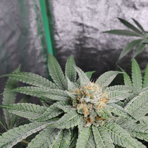 Lemon Haze growlog timeline photo