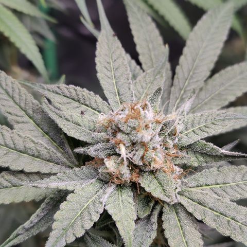 Lemon Haze growlog timeline photo