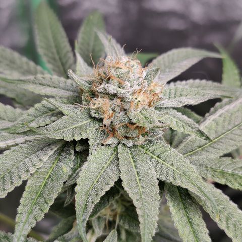 Lemon Haze growlog timeline photo