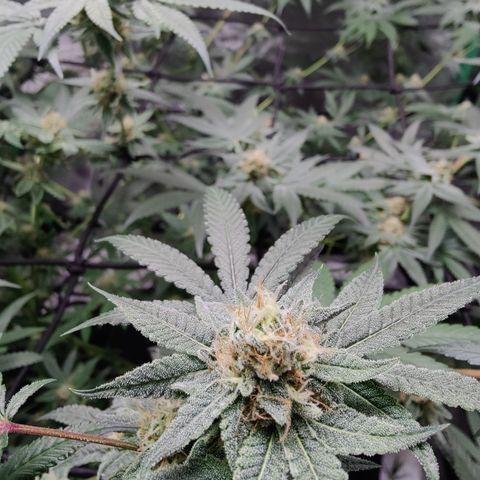 Lemon Haze growlog timeline photo