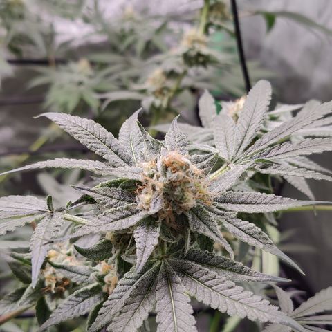 Lemon Haze growlog timeline photo