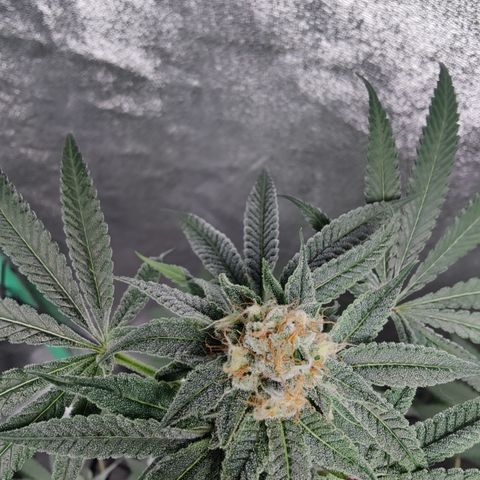 Lemon Haze growlog timeline photo