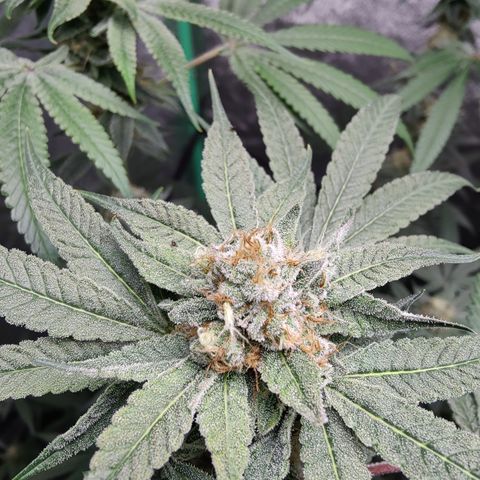Lemon Haze growlog timeline photo