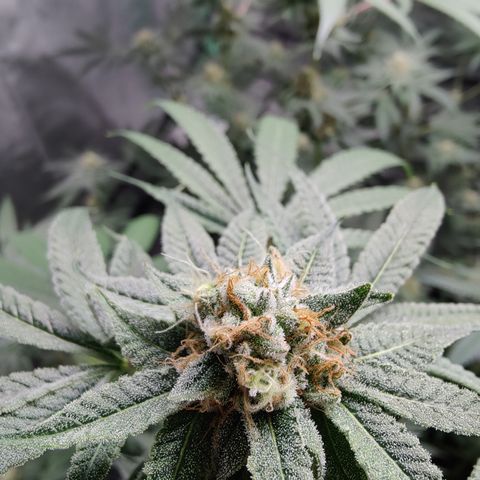 Lemon Haze growlog timeline photo