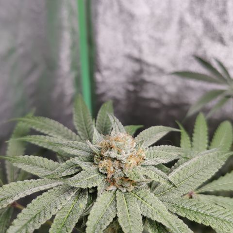 Lemon Haze growlog timeline photo