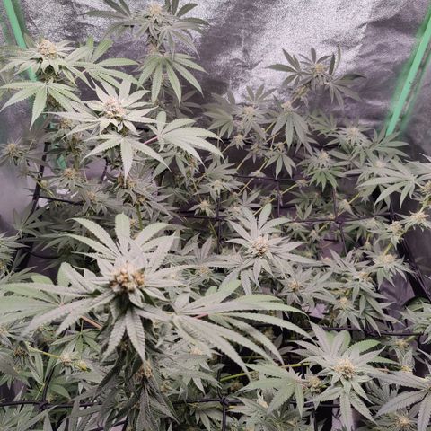 Lemon Haze growlog timeline photo