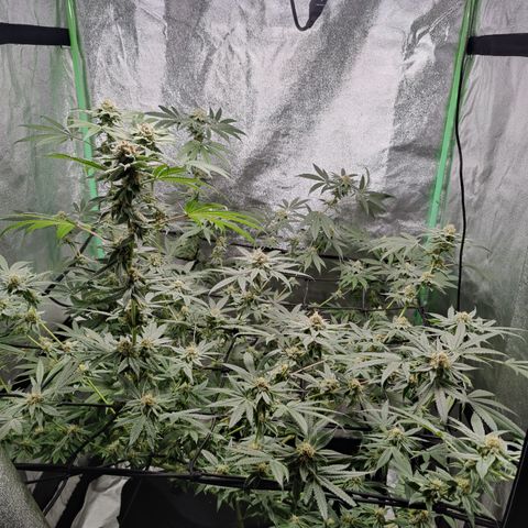 Lemon Haze growlog timeline photo