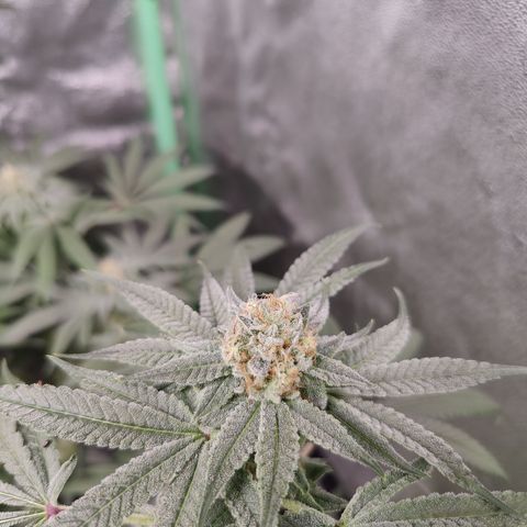 Lemon Haze growlog timeline photo