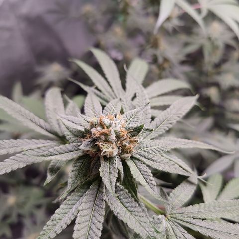 Lemon Haze growlog timeline photo