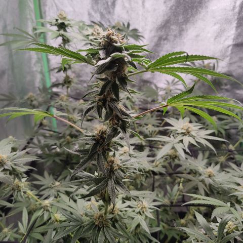 Lemon Haze growlog timeline photo