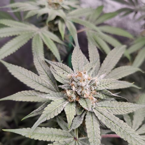 Lemon Haze growlog timeline photo