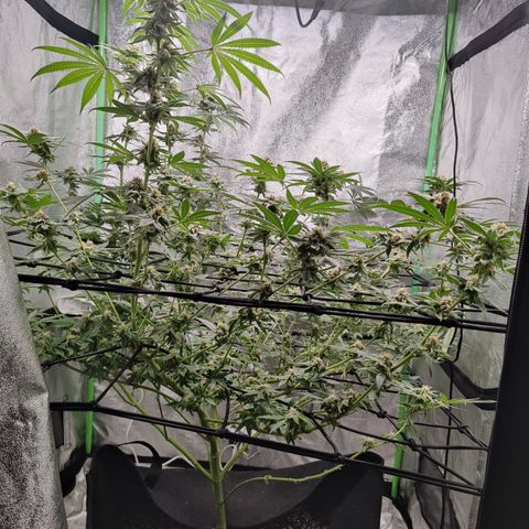 Lemon Haze growlog timeline photo