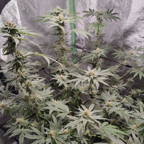 Lemon Haze growlog timeline photo