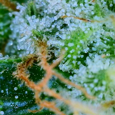 Lemon Haze growlog timeline photo