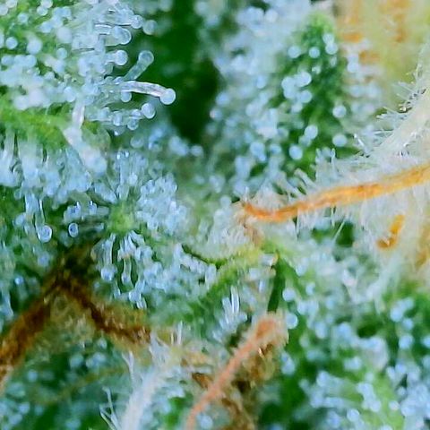 Lemon Haze growlog timeline photo
