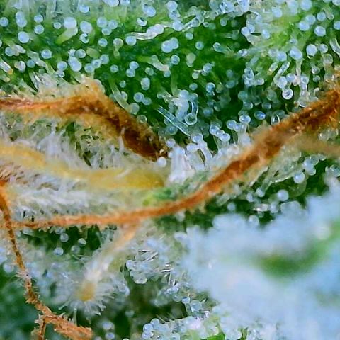 Lemon Haze growlog timeline photo