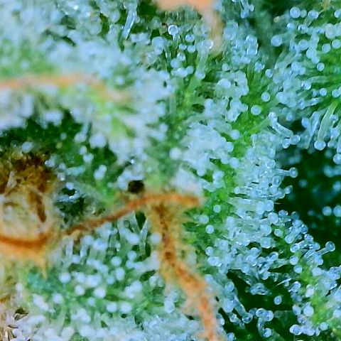 Lemon Haze growlog timeline photo