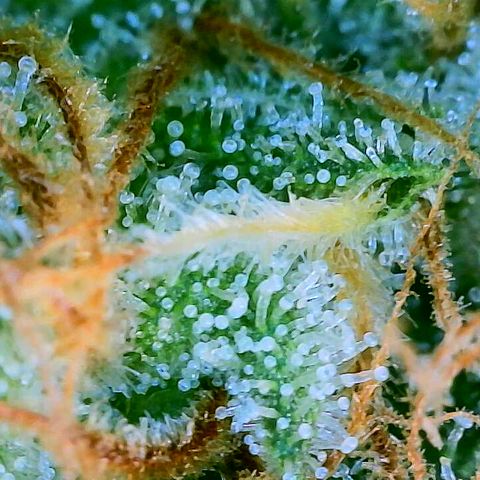 Lemon Haze growlog timeline photo