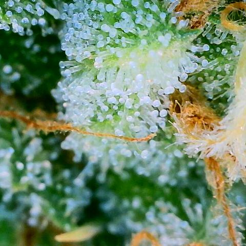 Lemon Haze growlog timeline photo