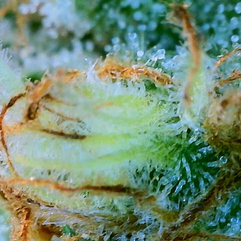 Lemon Haze growlog timeline photo
