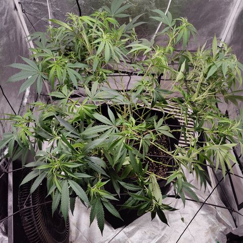 Dos Si Dos 33 growlog timeline photo