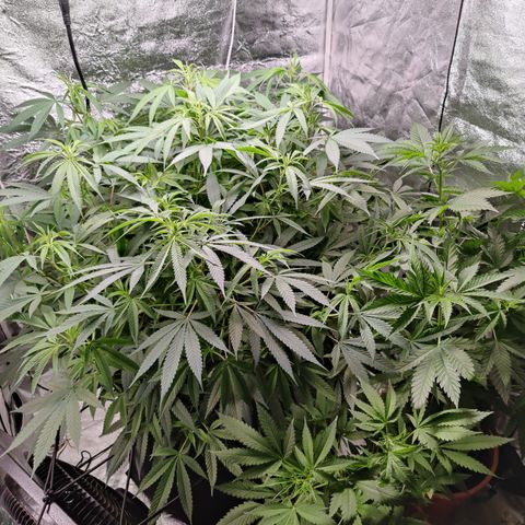 Dos Si Dos 33 growlog timeline photo