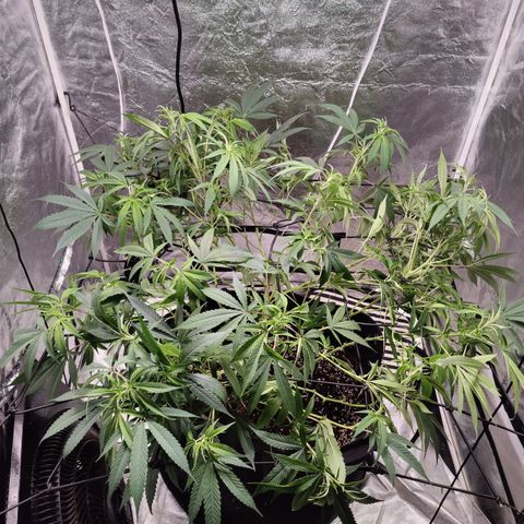 Dos Si Dos 33 growlog timeline photo