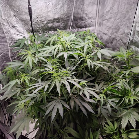 Dos Si Dos 33 growlog timeline photo