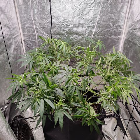 Dos Si Dos 33 growlog timeline photo