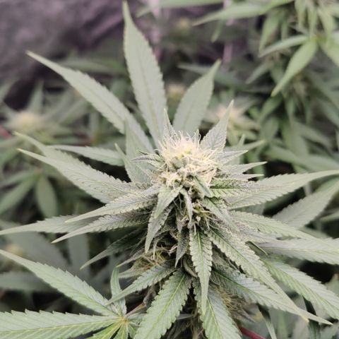 Dos Si Dos 33 growlog timeline photo