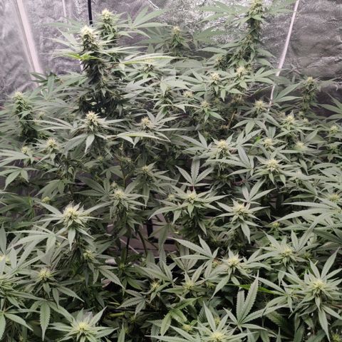 Dos Si Dos 33 growlog timeline photo