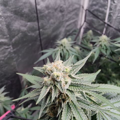 Dos Si Dos 33 growlog timeline photo