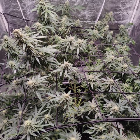 Dos Si Dos 33 growlog timeline photo