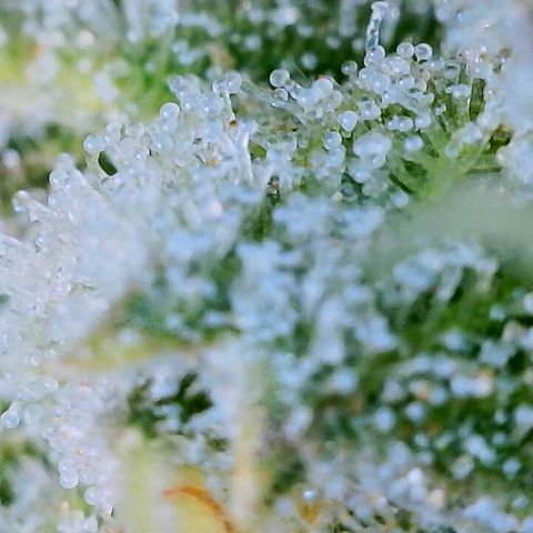 Dos Si Dos 33 growlog timeline photo