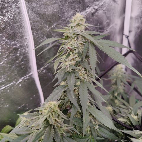 Dos Si Dos 33 growlog timeline photo